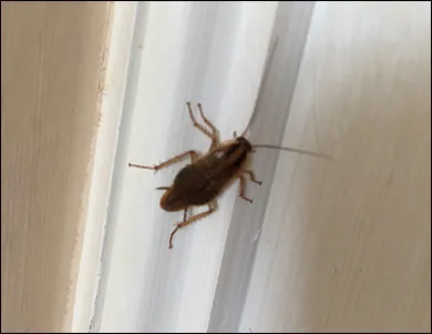 Finding The Best Cockroach Exterminator Toronto Has to Offer