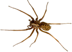 A spider on the transparent background