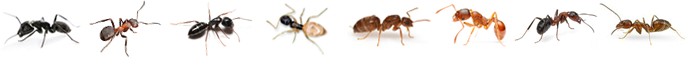 Ant-types-banner