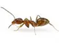 Argentine ant