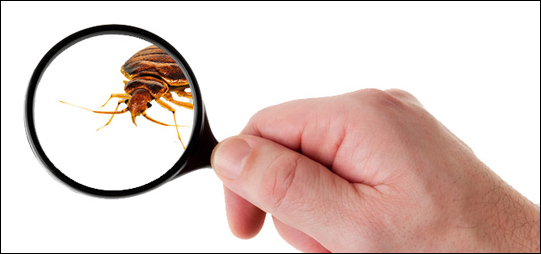 bed-bug-magnify-glass