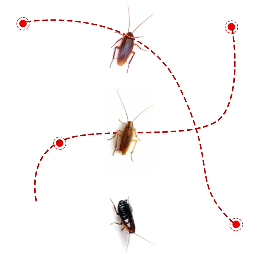 cockroaches-toronto-swift-x-pest-control-0001 (1)