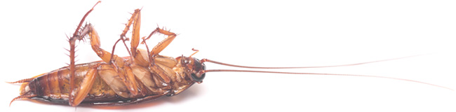 Cockroaches Toronto Swift-X Pest Control