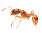 Fire ant