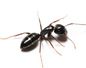 Odorous House ant