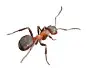 Pavement ant