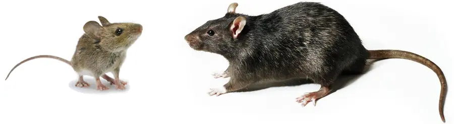 rodent-rat-mouse-exterminator