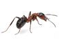 Rover ant
