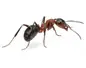 Rover ant