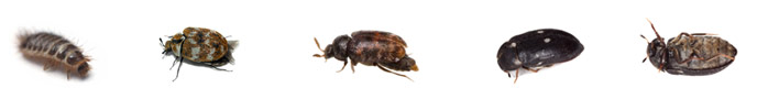 Carpet-beetles-banner-b1b6859