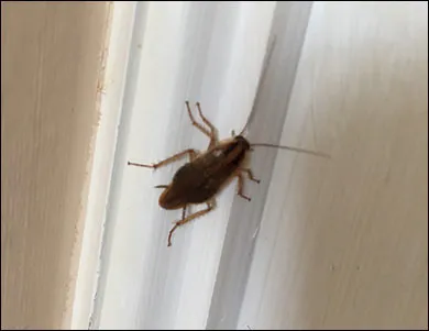 Finding the Best Cockroach Exterminator Toronto Has to Offer