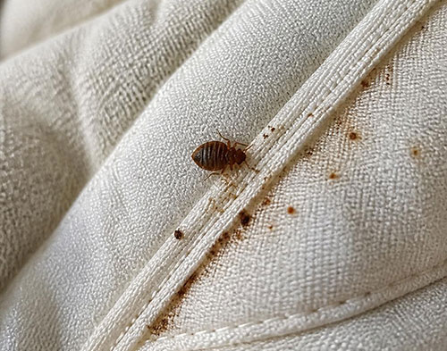 Adult bed bug on a white mattress seam beside rust-coloured fecal stains