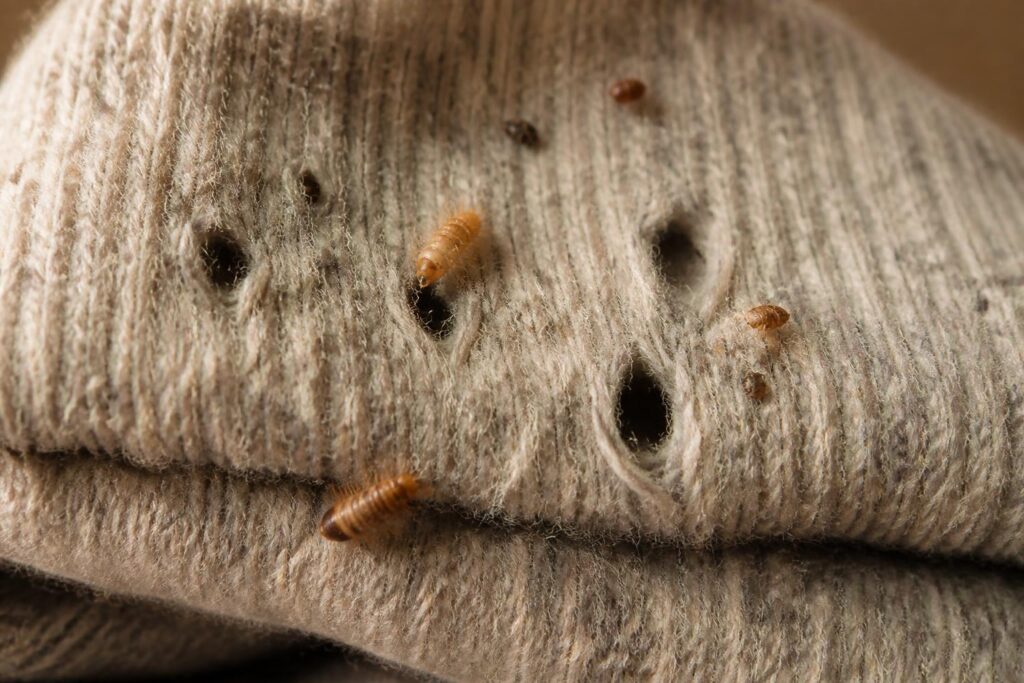 Depiction of the damage to wool that carpet beetles can cause