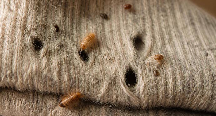 Depiction of the damage to wool that carpet beetles can cause