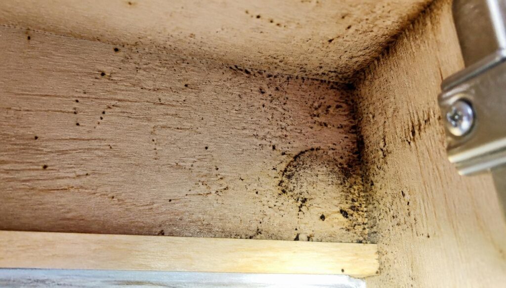 Close-up of cockroach fecal spotting and smear marks on the raw wood underside of a Toronto kitchen cabinet - one of the earliest signs of an active infestation.