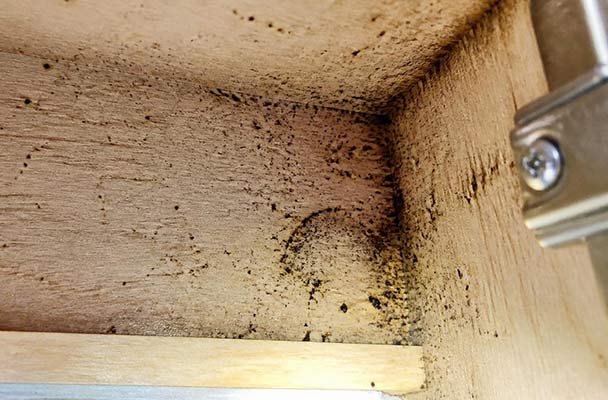 Close-up of cockroach fecal spotting and smear marks on the raw wood underside of a Toronto kitchen cabinet - one of the earliest signs of an active infestation.