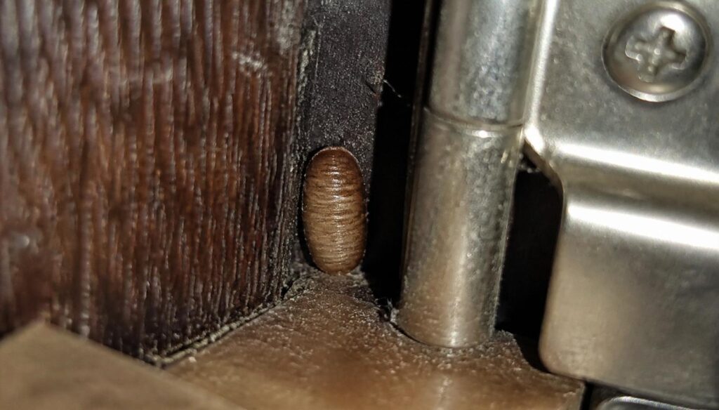 Macro close-up of a German cockroach egg case (ootheca) tucked into a kitchen cabinet hinge - a hiding spot most homeowners miss.