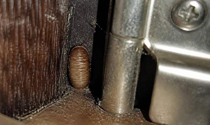 Macro close-up of a German cockroach egg case (ootheca) tucked into a kitchen cabinet hinge - a hiding spot most homeowners miss.