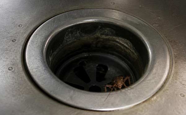 Cockroach near a kitchen sink drain, showing how roaches use plumbing to travel between units