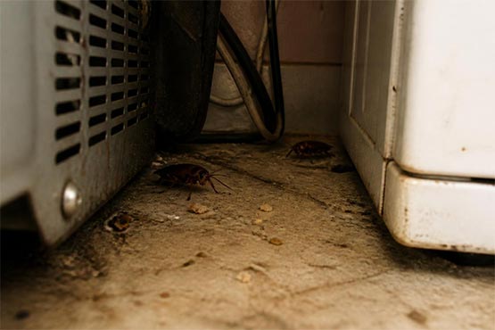 Cockroaches hiding behind kitchen appliances near a refrigerator motor compartment
