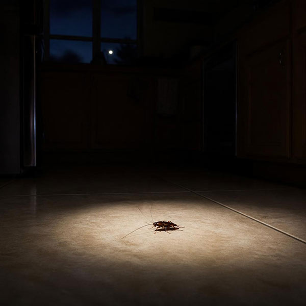 6 Cockroach Questions Every Toronto Homeowner Asks (Answered)