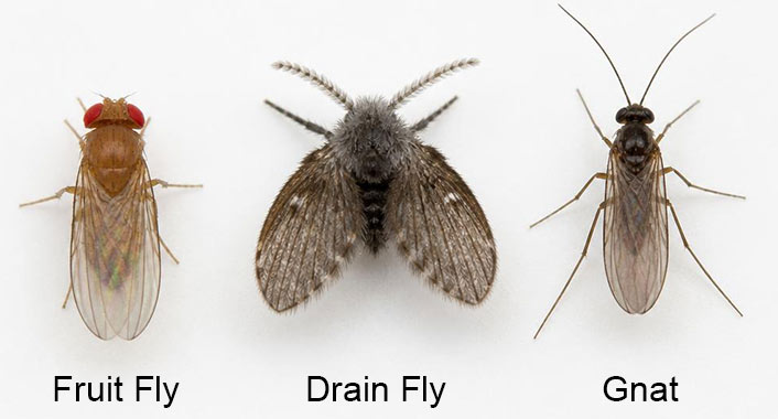 Side by side comparison of a fruit fly, drain fly, and gnat
