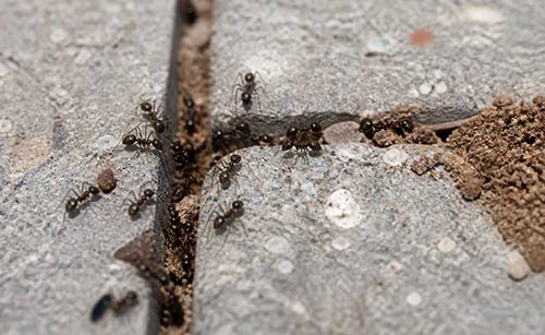 Pavement ants on Toronto patio stones