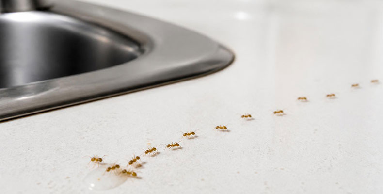 Pharaoh ants on kitchen counter