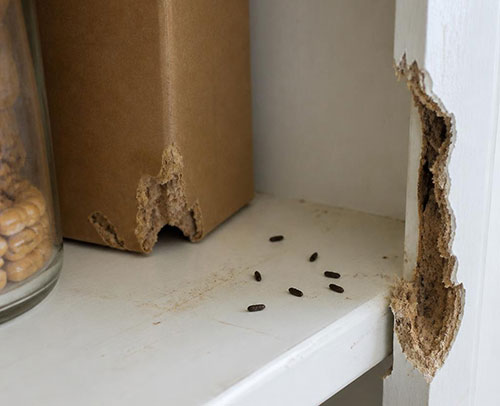 Evidence of rodent (mice) droppings and structural damage