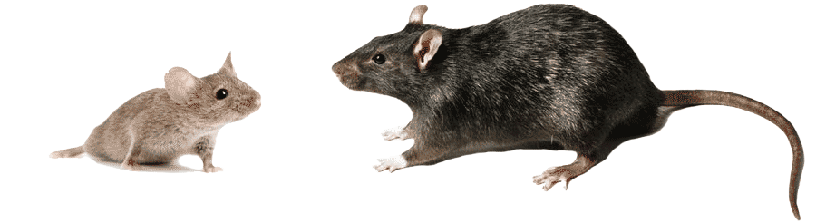 Side by side comparison of a mouse vs rat