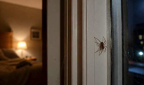 Common spider in a bedroom window