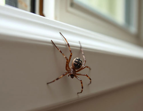 Spider close up on a window sill
