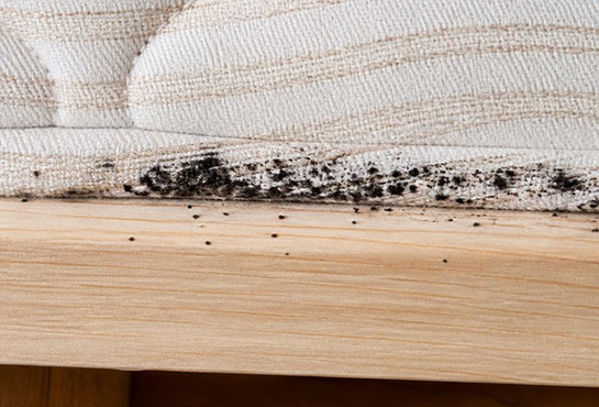 Typical bed bug fecal staining pattern on a mattress seam and wooden bedframe