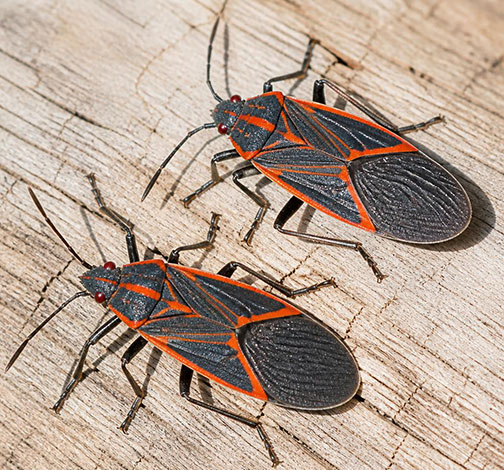 Close-up of two adult boxelder bugs showing the red X-pattern on their black wings