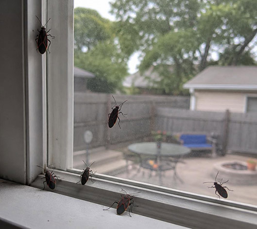 Boxelder bugs on the inside of a residential window sill and glass in a GTA home