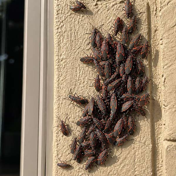 Large cluster of boxelder bugs on a sunny exterior wall of a Toronto home