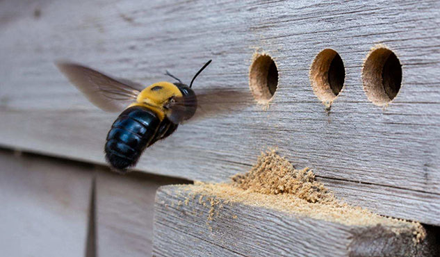 Carpenter bee making perfect round holes in a wood exterior