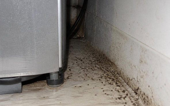 Dirty kitchen floor behind a refrigerator with heavy cockroach staining and a single cockroach visible in the distance