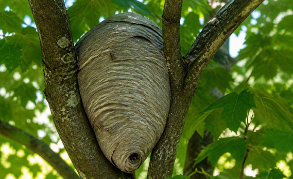 Mature bee/wasp hive in a tree