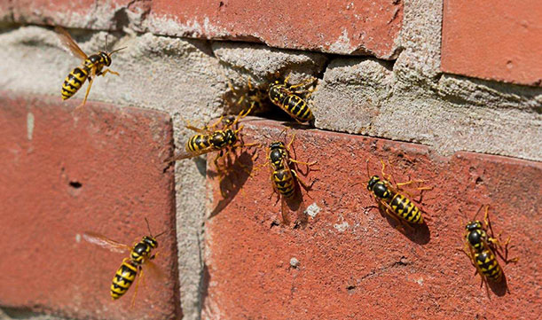 Wasp going inside a hole on exterior brick