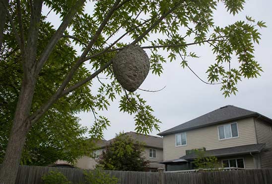 Large bald-faced hornet nest hanging high in a tree above a suburban Ontario backyard