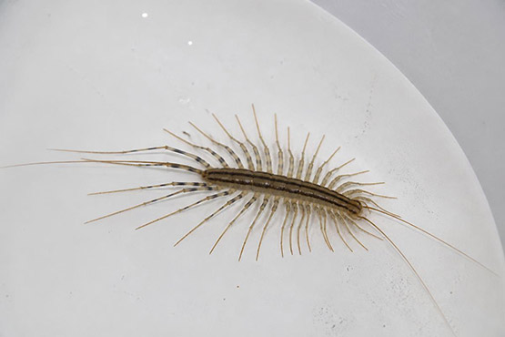 House centipede trapped in a white porcelain bathtub — common bathroom centipede sighting in GTA homes