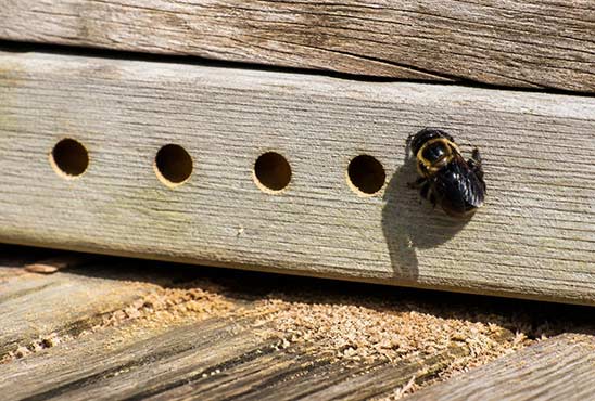Round carpenter bee holes and sawdust in a weathered deck board with a carpenter bee