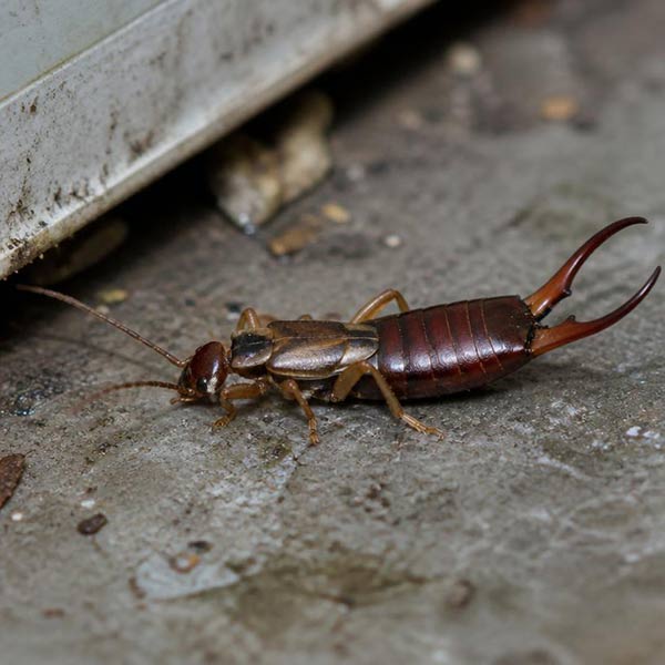 Close-up of an earwig with rear pincers on a damp basement floor in a Toronto home