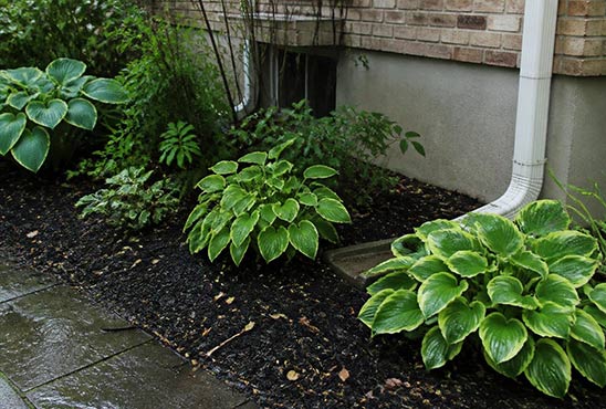 Damp mulch bed and shade plants against a home foundation — prime earwig habitat in Ontario