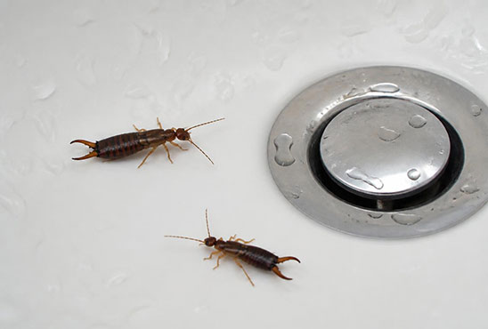 Two earwigs with rear pincers crawling in a white bathroom sink beside the drain