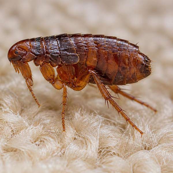 Close-up of an adult flea showing its dark brown body and jumping legs, Toronto pest control guide