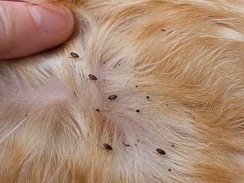 Fleas and flea dirt visible in dog fur, common sign of flea infestation in Toronto homes