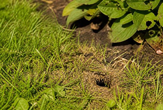Underground yellowjacket nest entrance in a Toronto lawn, showing the hole where aggressive wasps enter and exit
