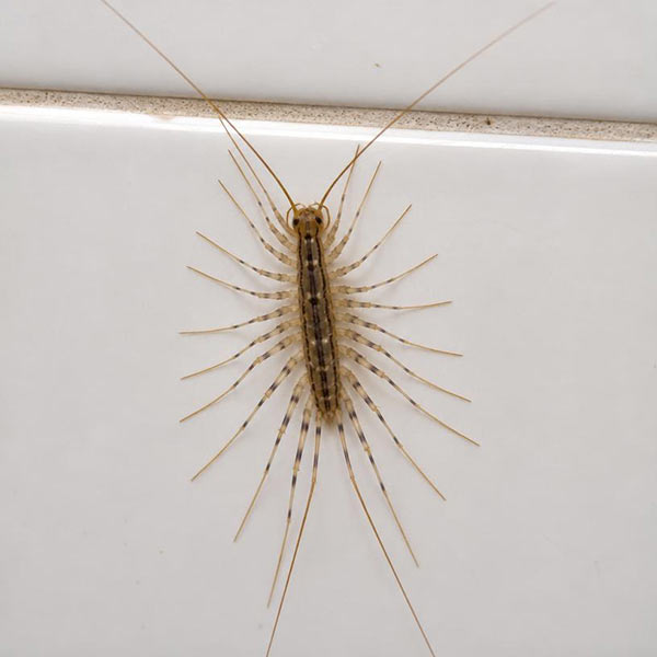 House centipede on a Toronto bathroom tile floor — long-legged bathroom centipede identification and pest control